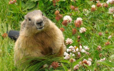 Groundhog Facts!