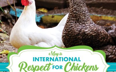 Choose Chickens for a Cause!